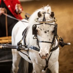 Meet your Posher, Connie